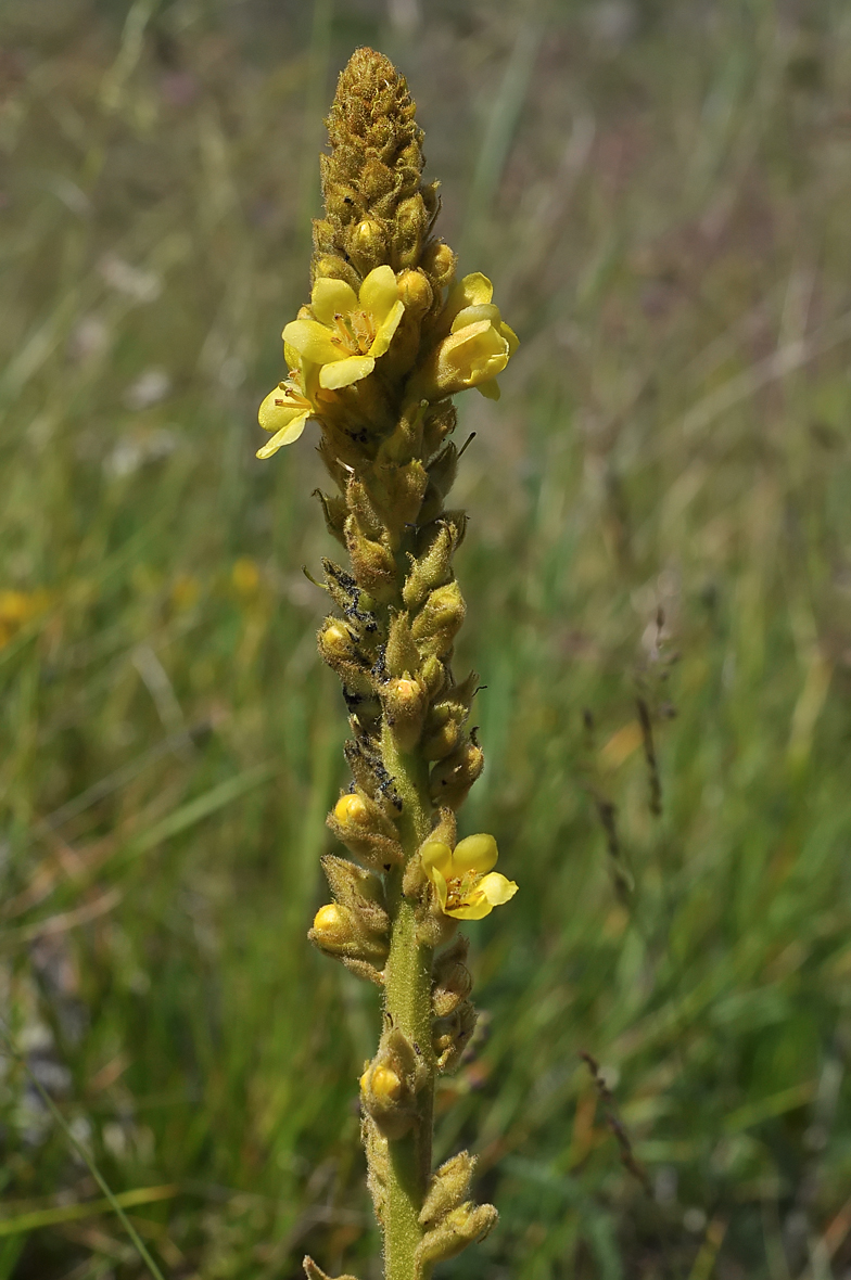 Verbascum thapsus subsp. montanum