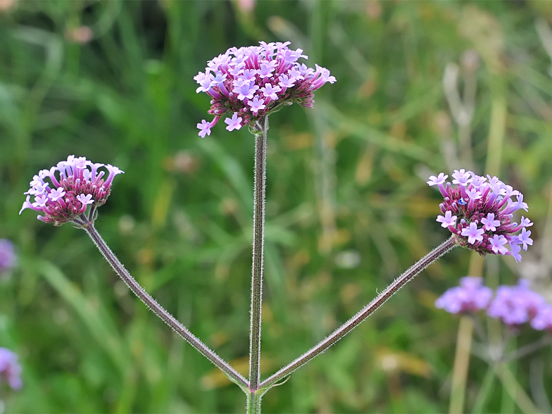 Verbena bonariensis