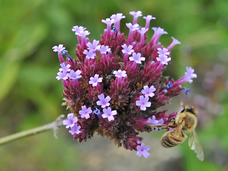 Verbena bonariensis