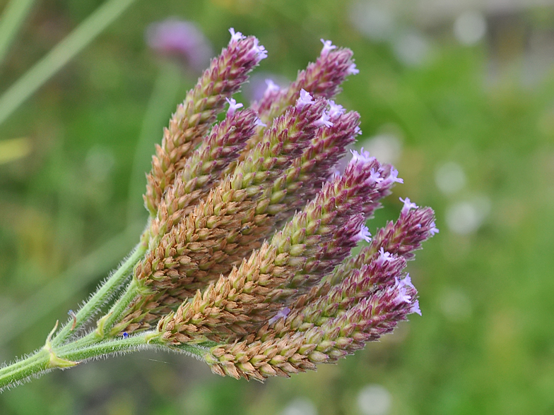 Verbena bonariensis