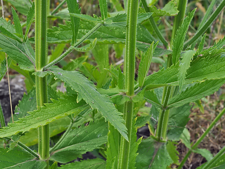 Verbena bonariensis