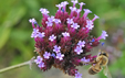 Verbena bonariensis