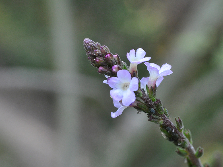 Verbena officinalis