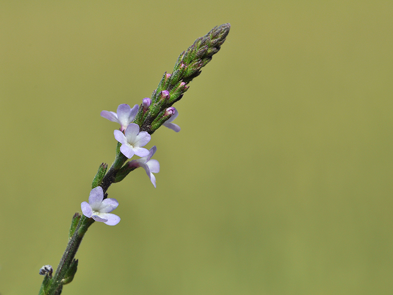 Vernena officinalis