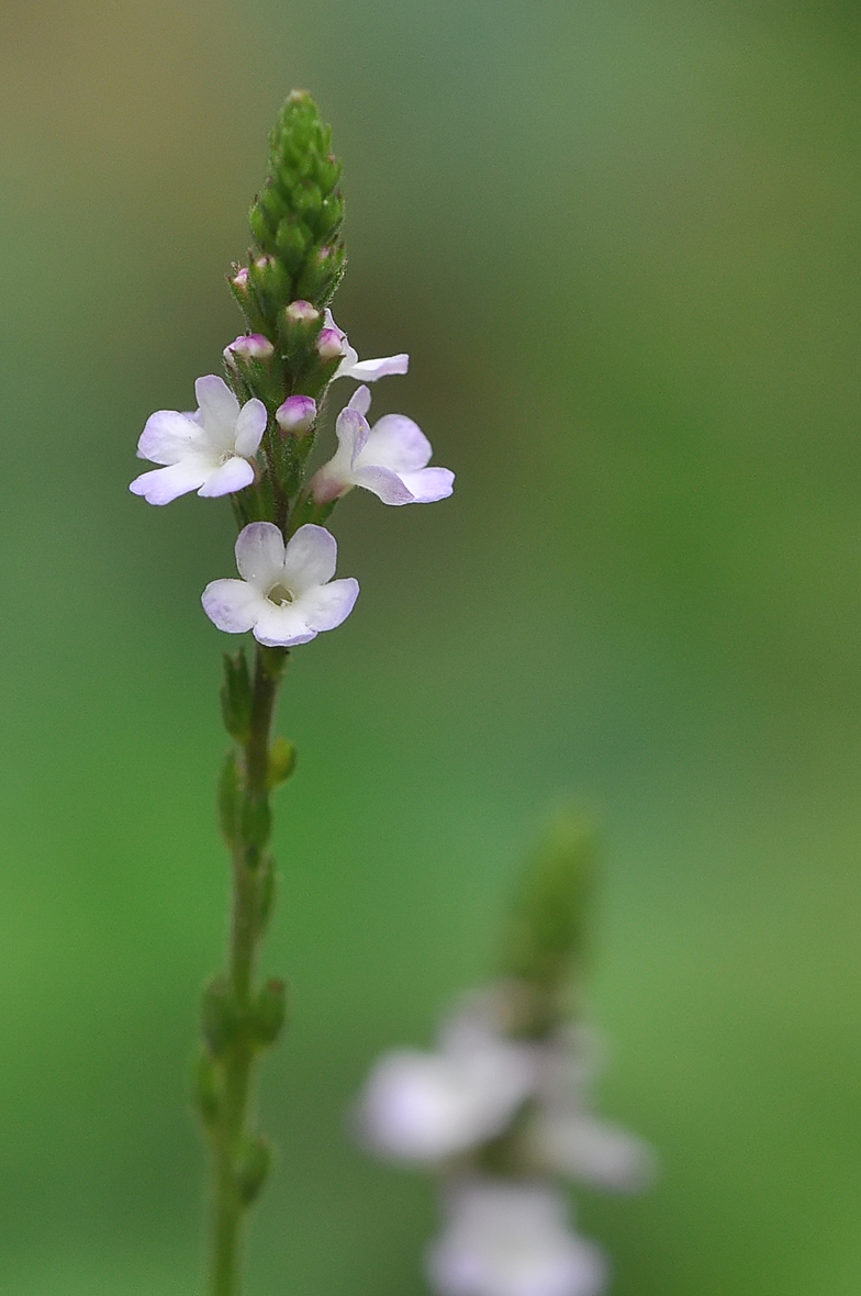 Verbena officinalis