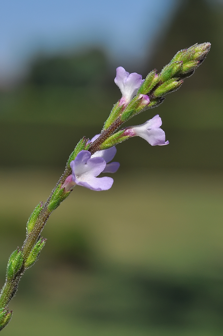 Verbena officinalis