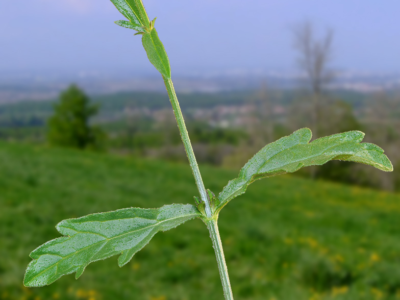 Verbena officinalis feuilles