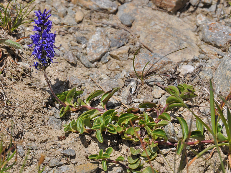 Veronica allionii