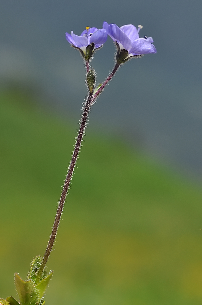 Veronica aphylla