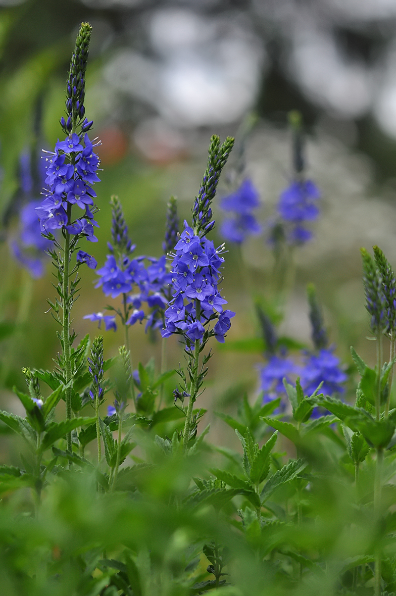 Veronica austriaca ssp teucrium