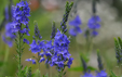 Veronica austriaca ssp teucrium