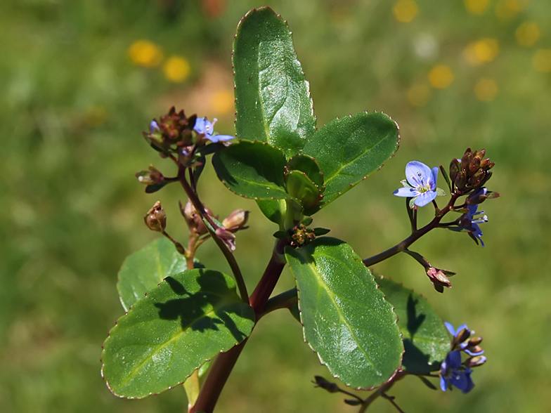 Veronica beccabunga