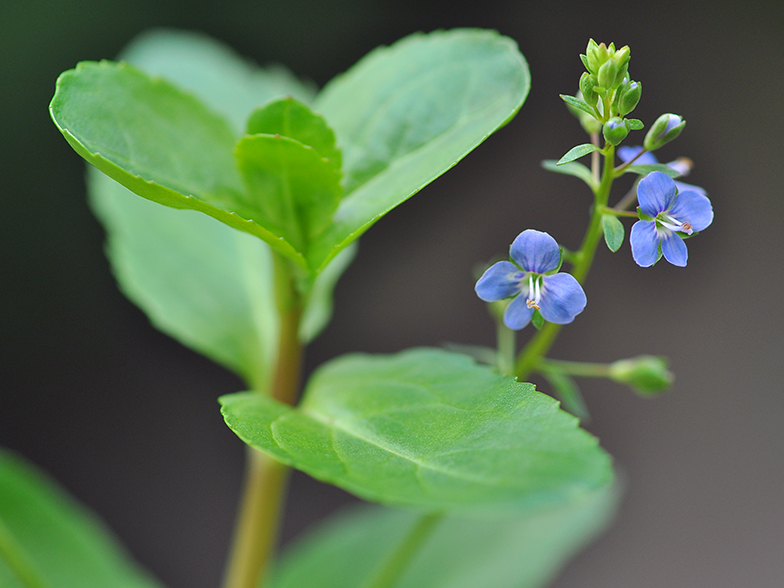 Veronica beccabunga