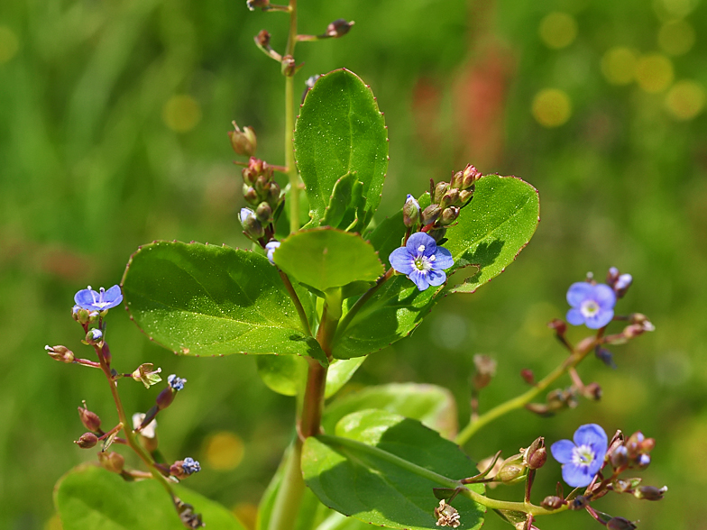 Veronica beccabunga