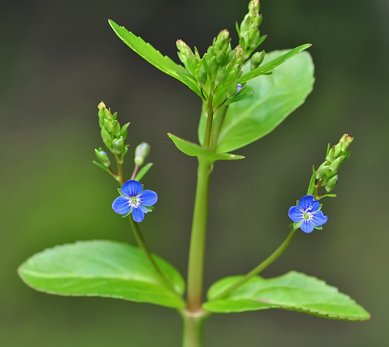 Veronica beccabunga