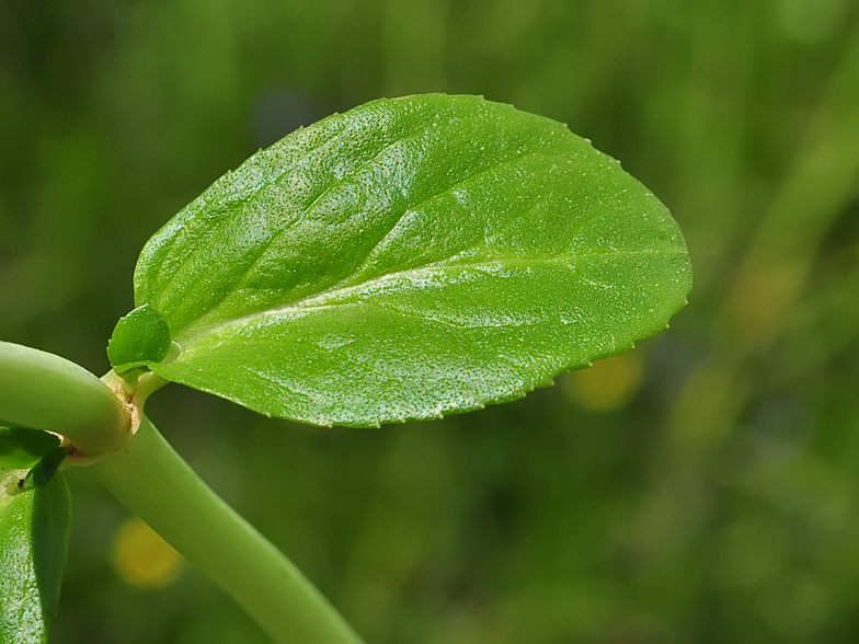 Veronica beccabunga