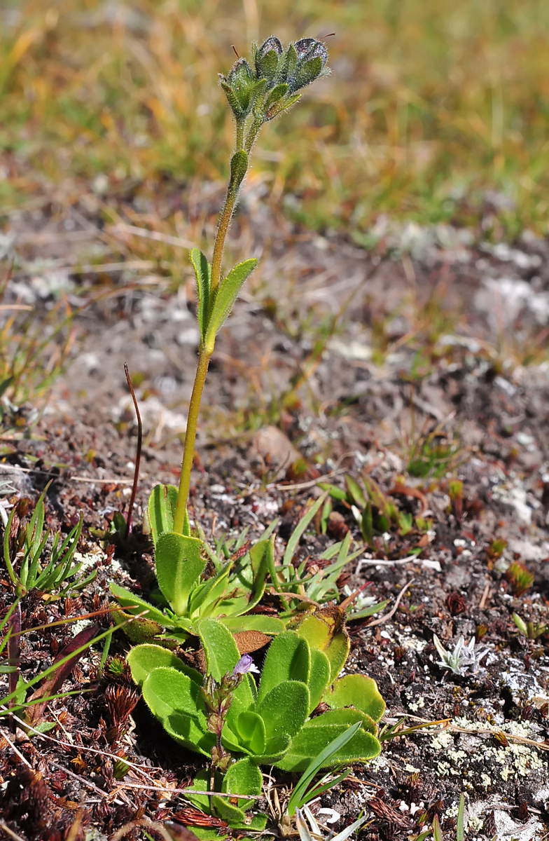 Veronica bellidioides