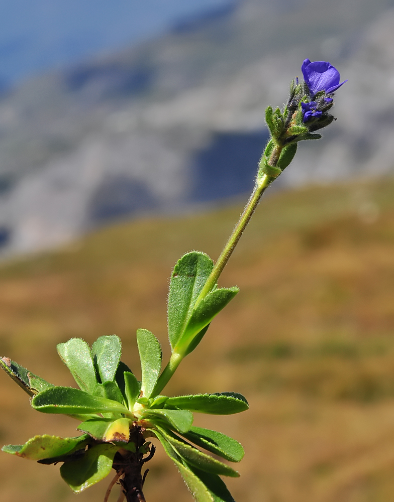 Veronica bellidioides