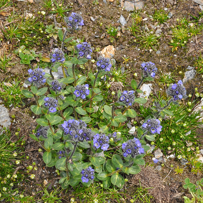 Veronica bellidioides