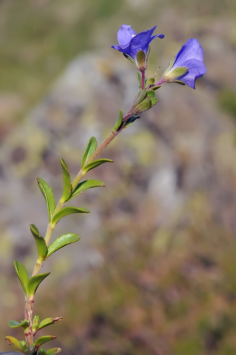 Veronica cantabrica