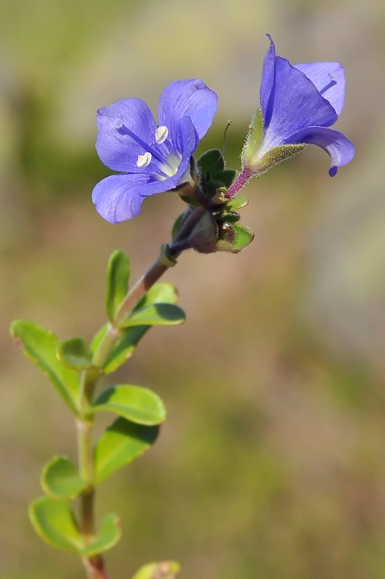 Veronica cantabrica 2