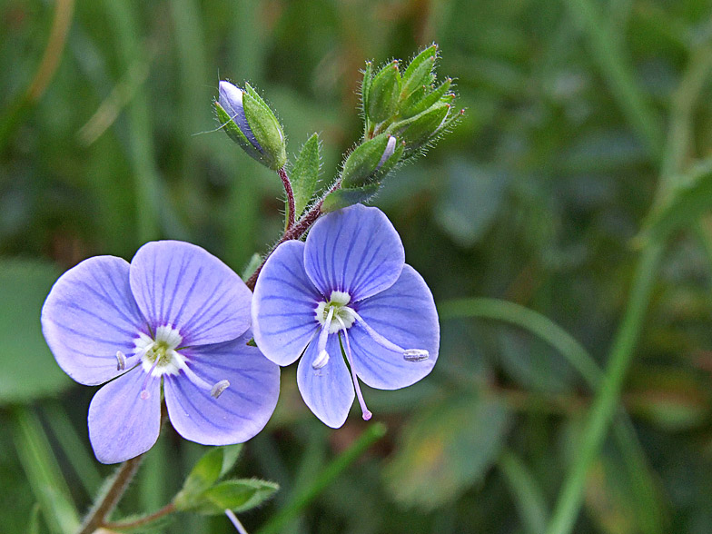 Veronica chamaedrys