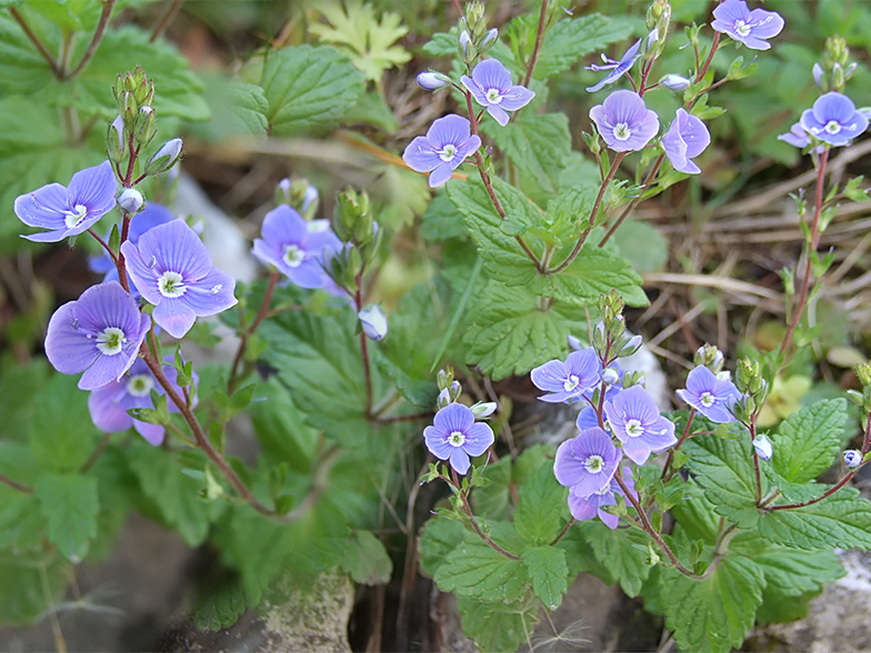 Veronica chamaedrys