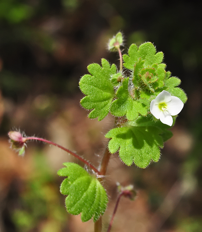 Veronica cymbalaria