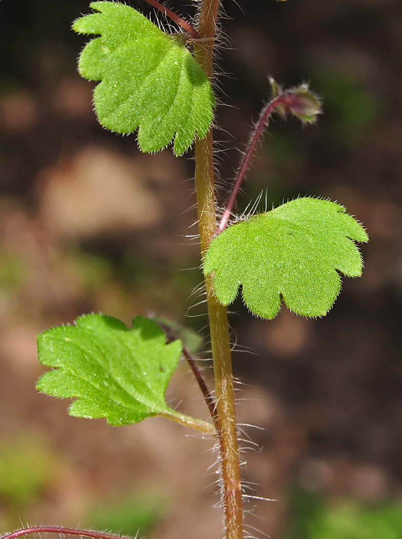 Veronica cymbalaria