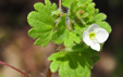 Veronica cymbalaria