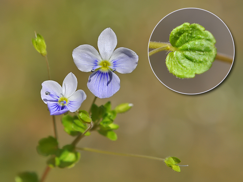 Veronica filiformis