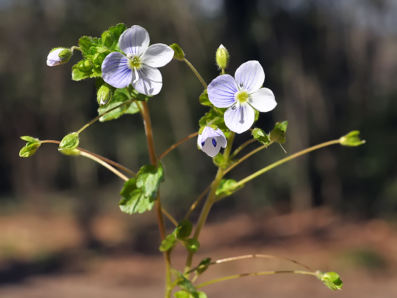 Veronica filiformis