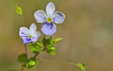 Veronica filiformis