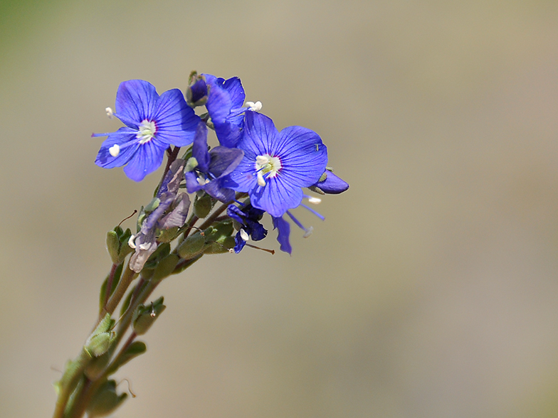 Veronica fructicans