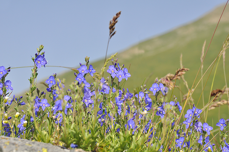 Veronica fructicans