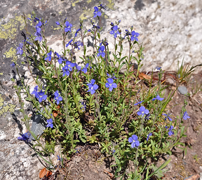 Veronica fruticans