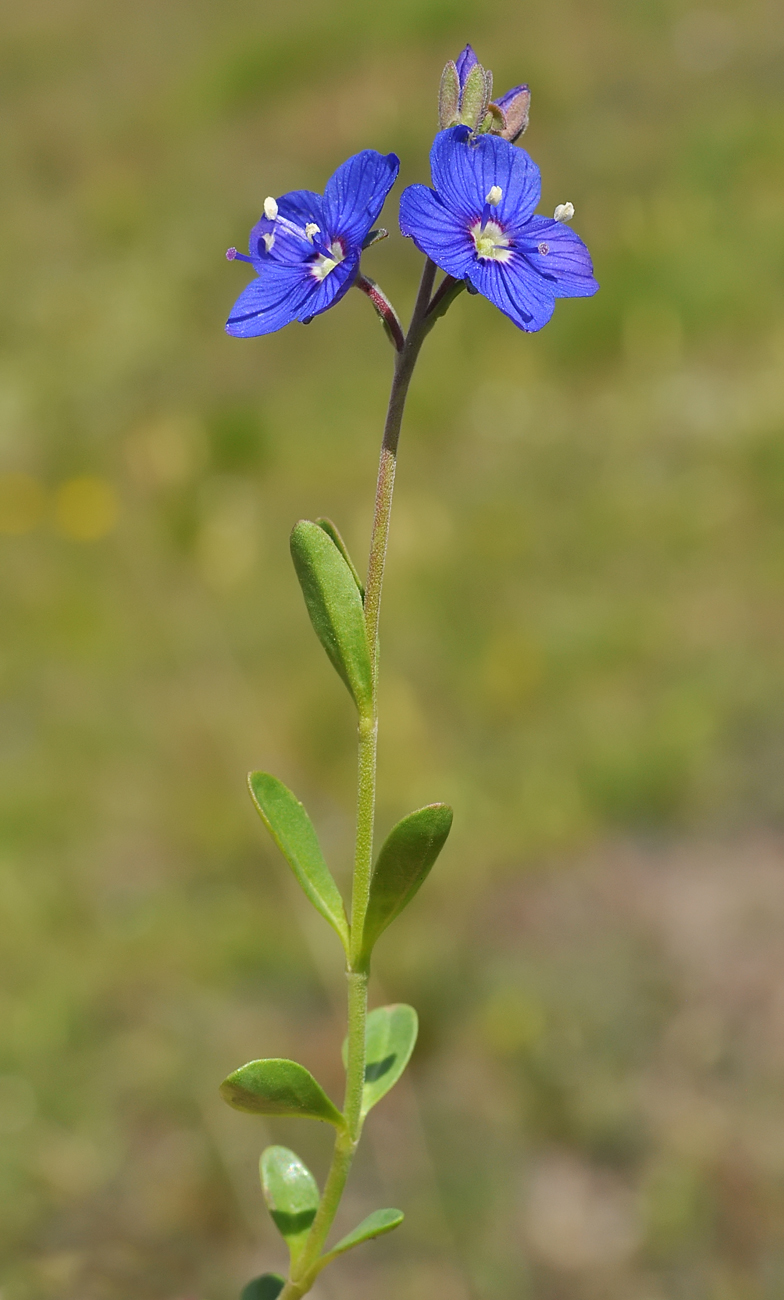 Veronica fruticans