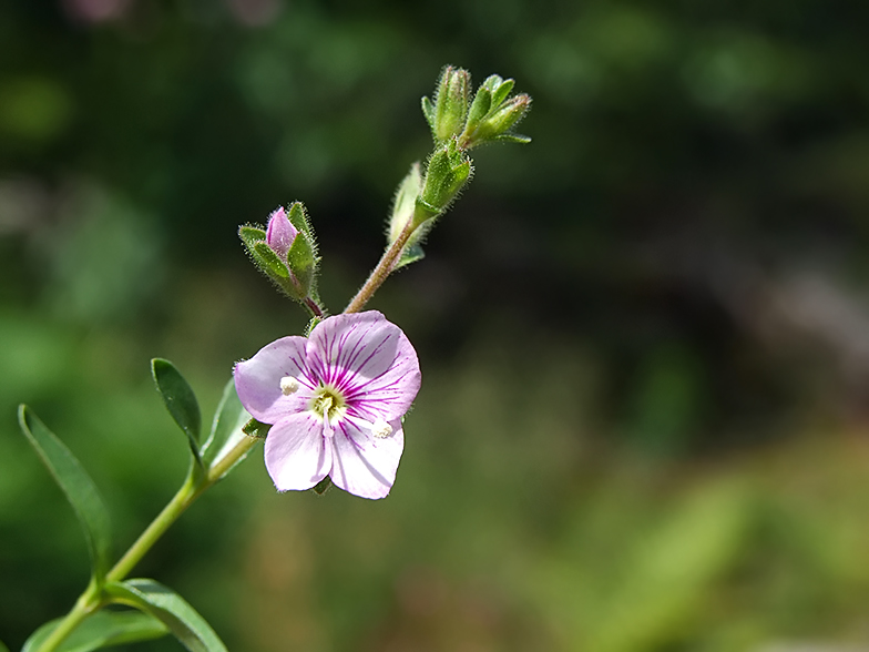 Veronica fruticulosa