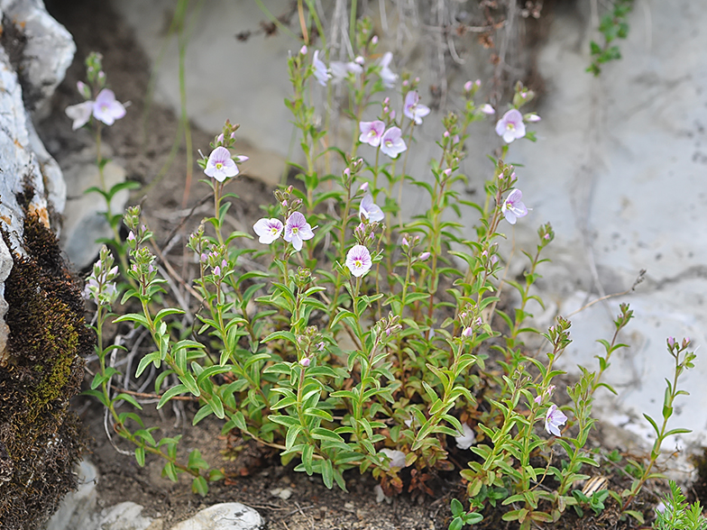 Veronica fruticulosa