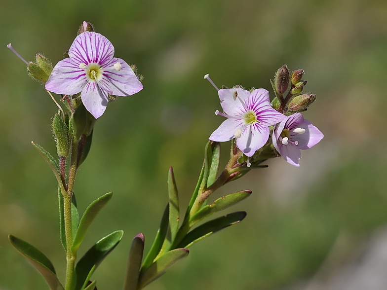 Veronica fruticulosa