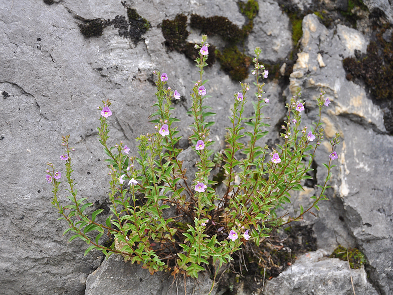 Veronica fruticulosa