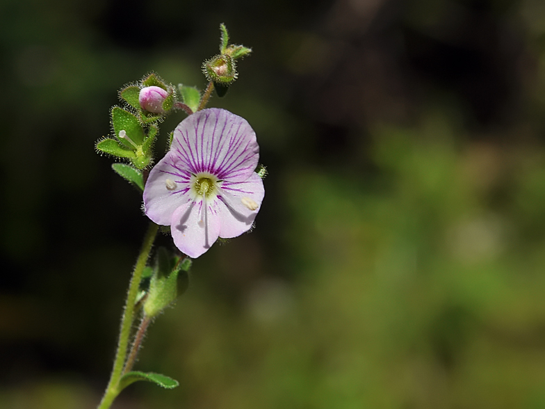 Veronica fruticulosa