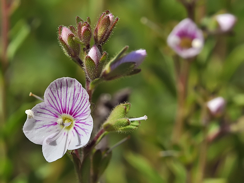 Veronica fruticulosa