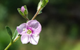 Veronica fruticulosa