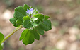 Veronica hederifolia