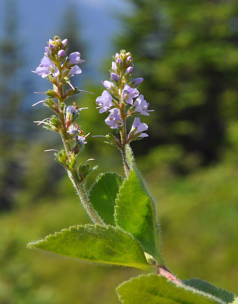 Veronica officinalis