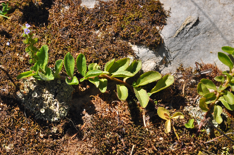 Veronica officinalis