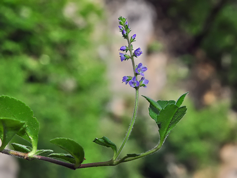 Veronica officinalis