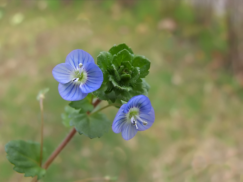 Veronica persica