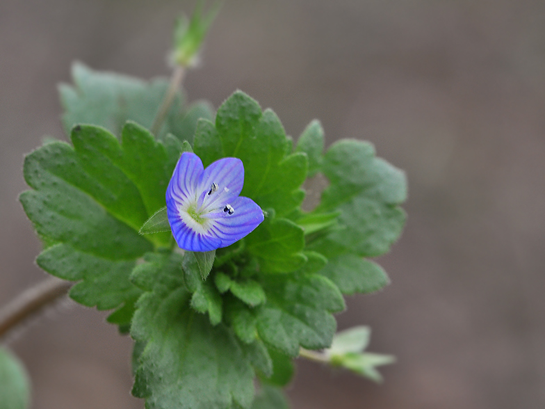 Veronica persica